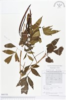 黃鐘花藏品圖，第1張