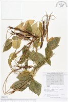 登錄號:BS01735藏品圖，第1張