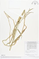 登錄號:BS01737藏品圖，第1張