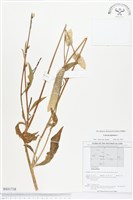 青葙藏品圖，第1張