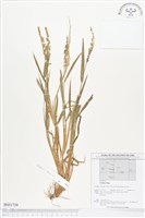 登錄號:BS01739藏品圖，第1張