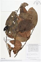 登錄號:BS01740藏品圖，第1張