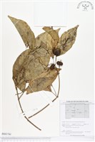 登錄號:BS01741藏品圖，第1張