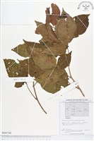 登錄號:BS01742藏品圖，第1張