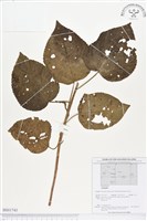 登錄號:BS01743藏品圖，第1張