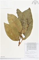 登錄號:BS01744藏品圖，第1張