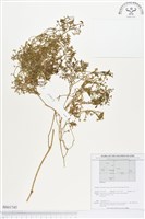 登錄號:BS01745藏品圖，第1張