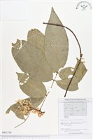 登錄號:BS01746藏品圖，第1張