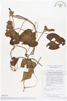 甘藷、地瓜藏品圖，第1張