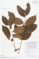 登錄號:BS01748藏品圖，第1張