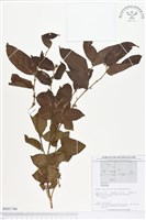 登錄號:BS01749藏品圖，第1張