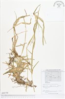 登錄號:BS01750藏品圖，第1張