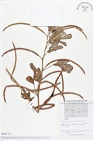 登錄號:BS01751藏品圖，第1張