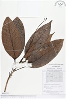 登錄號:BS01753藏品圖，第1張