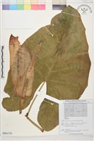 登錄號:BS01755藏品圖，第1張