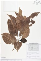 登錄號:BS01757藏品圖，第1張