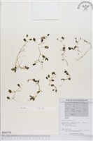 登錄號:BS01758藏品圖，第1張