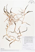 登錄號:BS01759藏品圖，第1張