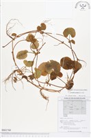 雷公根藏品圖，第1張