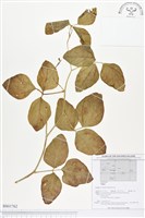 登錄號:BS01762藏品圖，第1張