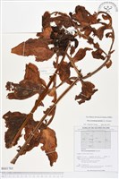 蒟蒻薯藏品圖，第1張