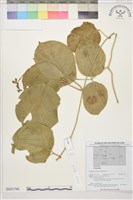 登錄號:BS01766藏品圖，第1張