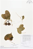 圓萼天茄兒藏品圖，第1張