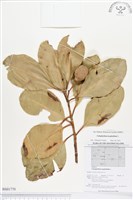 瓊崖海棠、胡桐藏品圖，第1張