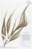 木麻黃藏品圖，第1張