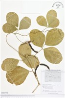登錄號:BS01772藏品圖，第1張