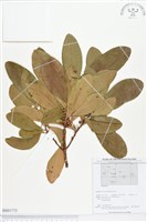 登錄號:BS01773藏品圖，第1張