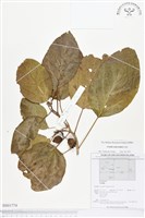 橙花破布子藏品圖，第1張