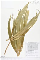 番仔林投藏品圖，第1張