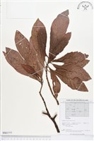 登錄號:BS01777藏品圖，第1張