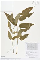 登錄號:BS01779藏品圖，第1張