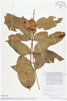 登錄號:BS01780藏品圖，第1張