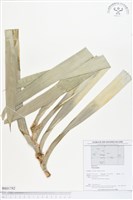 登錄號:BS01782藏品圖，第1張