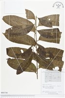 登錄號:BS01784藏品圖，第1張