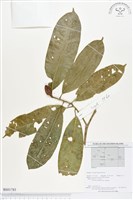 登錄號:BS01785藏品圖，第1張