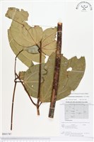 登錄號:BS01787藏品圖，第1張