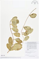 登錄號:BS01788藏品圖，第1張