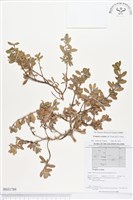 水芫花藏品圖，第1張