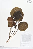 登錄號:BS01790藏品圖，第1張
