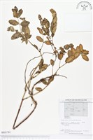 登錄號:BS01791藏品圖，第1張