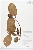 登錄號:BS01792藏品圖，第1張