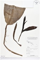 登錄號:BS01793藏品圖，第1張