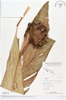 登錄號:BS01794藏品圖，第1張