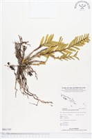 登錄號:BS01797藏品圖，第1張