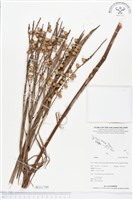 登錄號:BS01799藏品圖，第1張