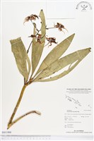 大鬼石斛蘭藏品圖，第1張